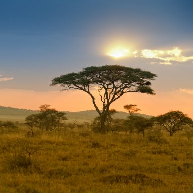 Arbre solitaire au bord d'une savane sous un ciel au lever de soleil.