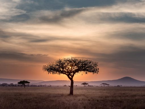 Safari en Tanzanie