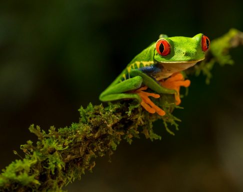 Grenouille verte aux yeux rouges perchée sur une branche couverte de mousse.